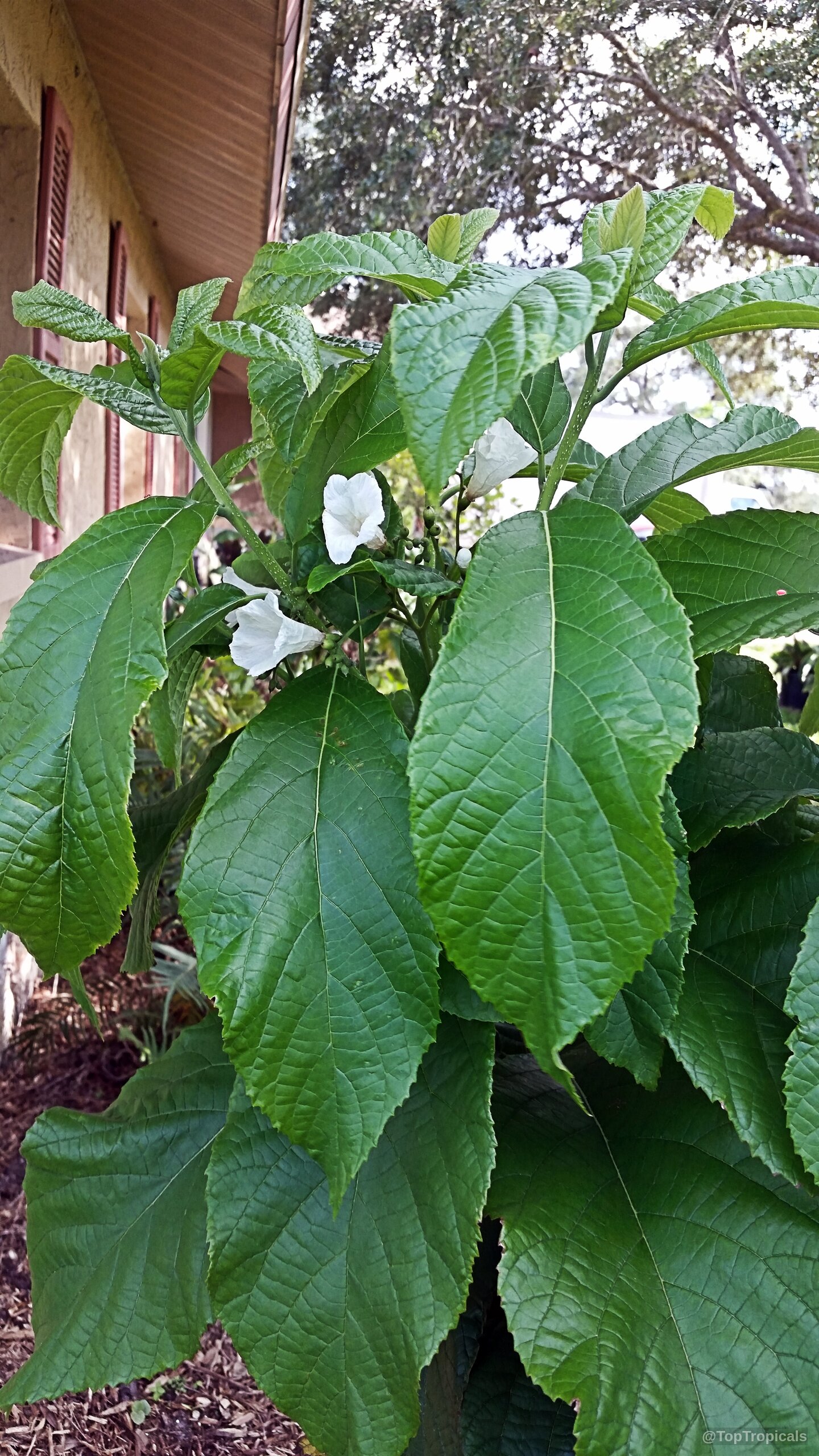 Cordia superba (Brazilian Cordia) showing white flower petals tucked between broad, textured green leaves. Cordia superba (Brazilian Cordia) plant with white flower nestled among many large green leaves.