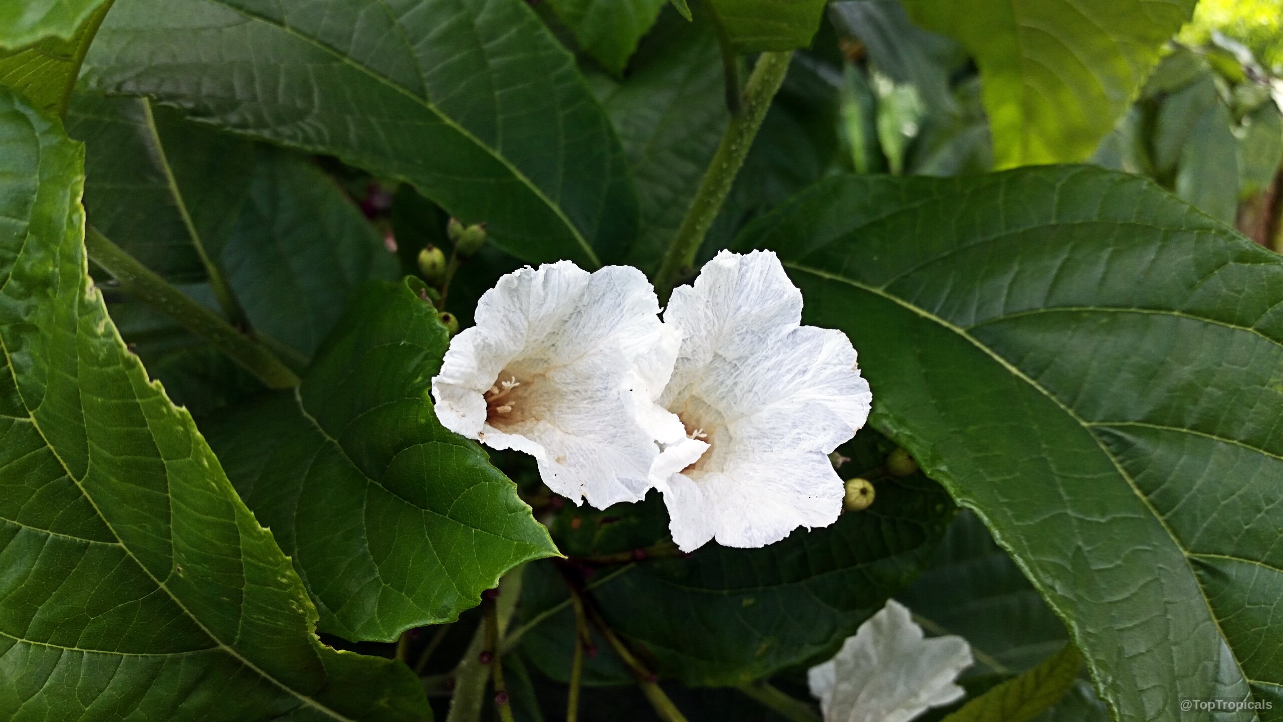 Cordia superba (Brazilian Cordia) white flower with ruffled edges and thick green foliage surrounding it Cordia superba (Brazilian Cordia) white flower close up with green leaves in the background