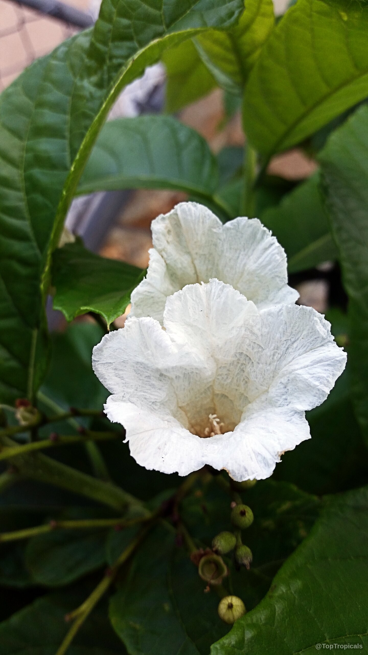 Cordia superba (Brazilian Cordia) white flower with ruffled petals and nearby green small round buds Cordia superba (Brazilian Cordia) white flower close up on green leaves and small buds
