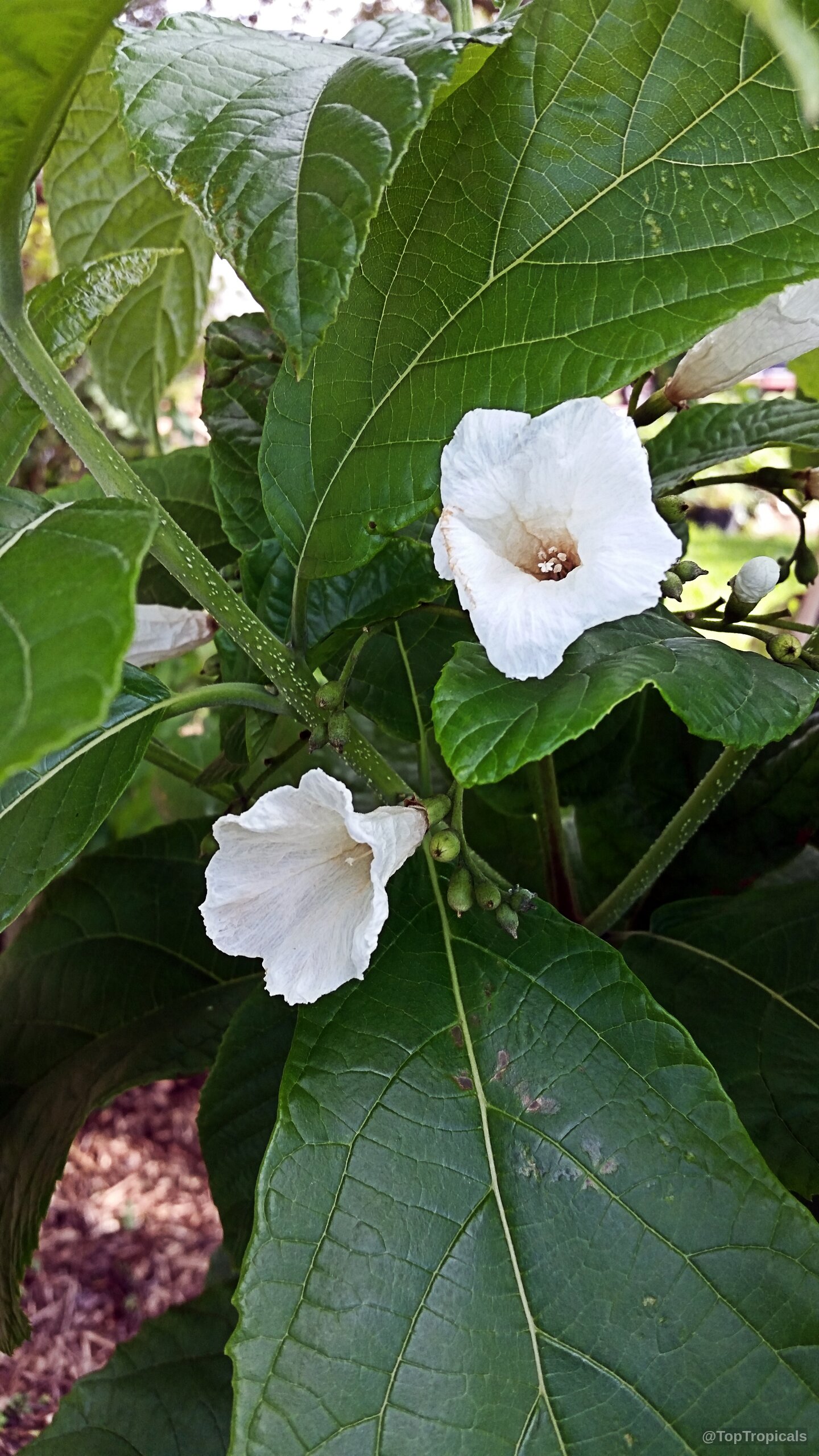 Cordia superba (Brazilian Cordia) white flower with crinkled petals among textured green leaves. Cordia superba (Brazilian Cordia) white flower close up on large green leaves