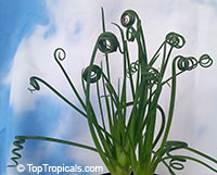 Albuca spiralis , Frizzle Sizzle, Corkscrew Albuca

Click to see full-size image