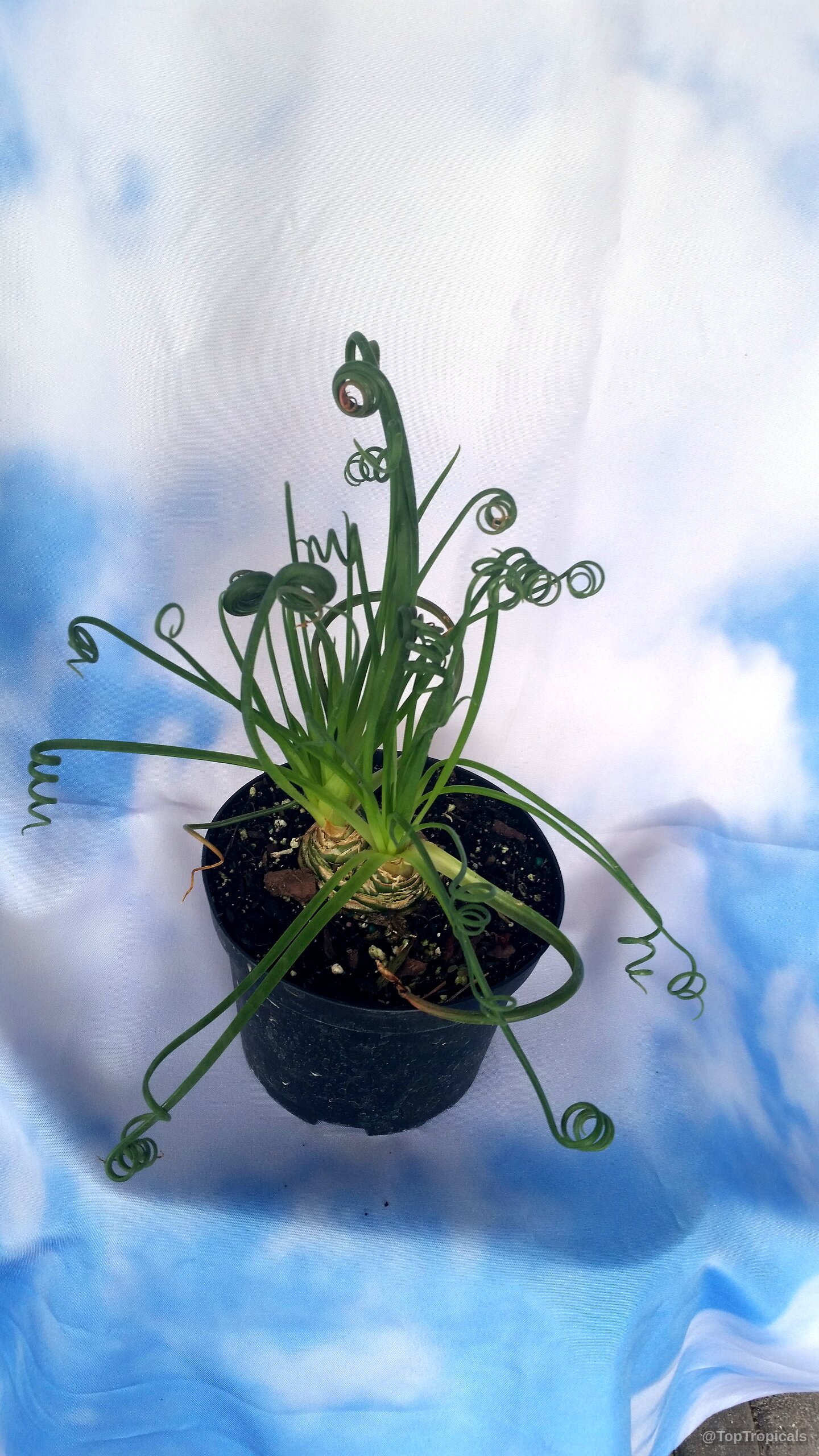 Albuca spiralis (Frizzle Sizzle) plant with uniquely twisted green leaves growing in a nursery pot. Albuca spiralis (Frizzle Sizzle) green corkscrew plant leaves in a black plastic nursery container.