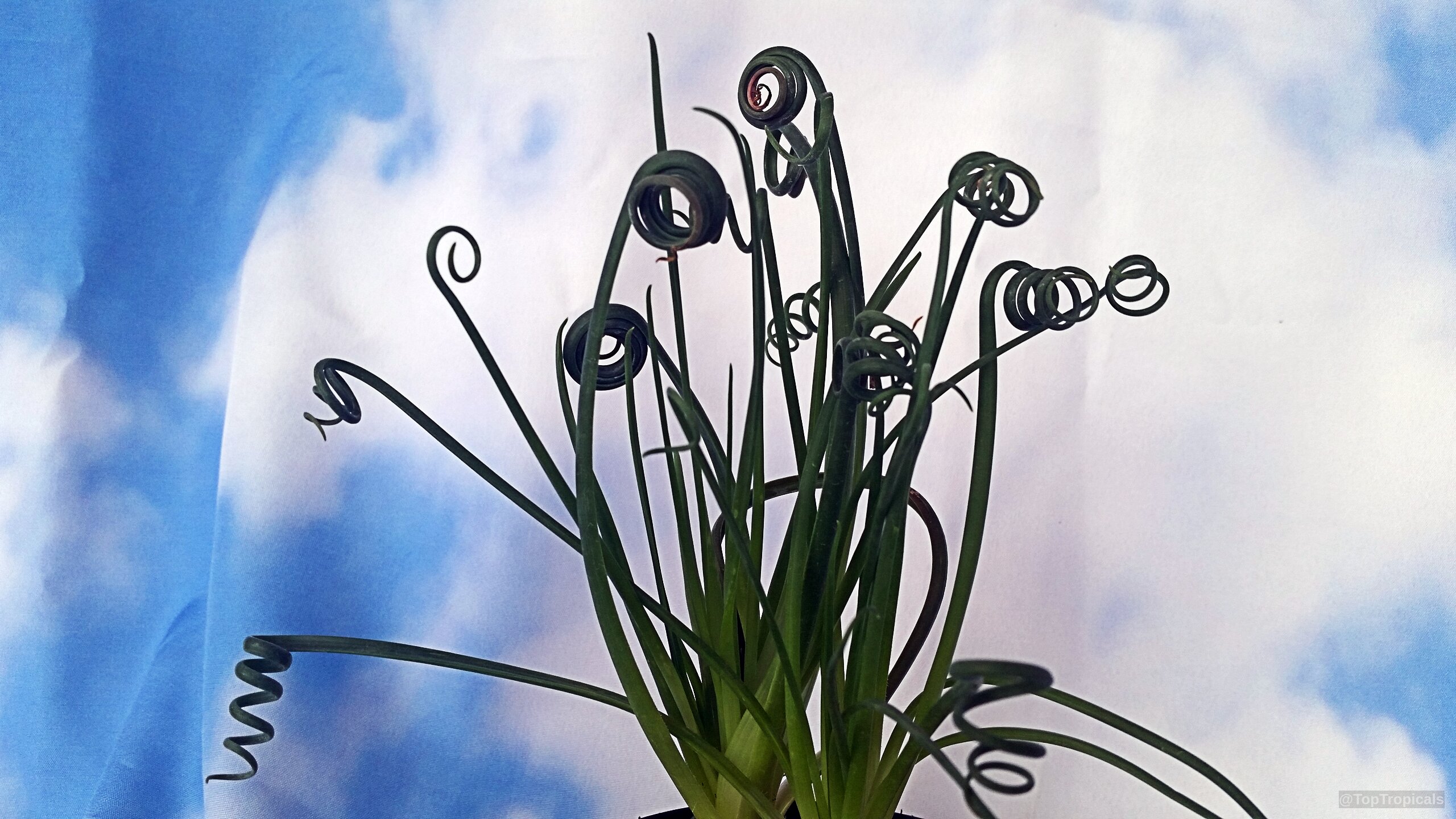 Albuca spiralis (Frizzle Sizzle) leaves spiral into tight rings on this unique green plant. Albuca spiralis (Frizzle Sizzle) green leaves in a curly plant close up.