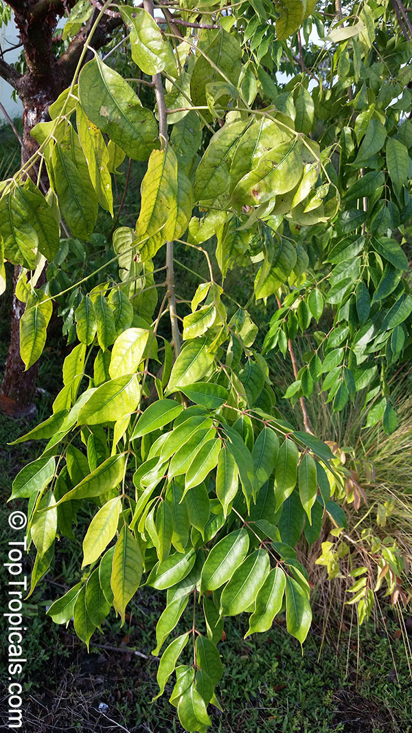 Bursera simaruba, Gumbo-Limbo, West Indian Birch, Tourist Tree