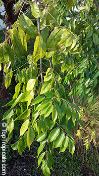 Bursera simaruba, Gumbo-Limbo, West Indian Birch, Tourist Tree

Click to see full-size image