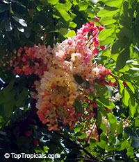 Cassia fistula x javanica, Cassia fistula x grandis, Cassia javanica x grandis, Rainbow Shower

Click to see full-size image