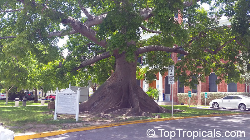 Ceiba pentandra, Kapok Tree in the street