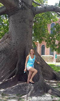 Ceiba pentandra, Kapok tree, Silk Cotton Tree

Click to see full-size image