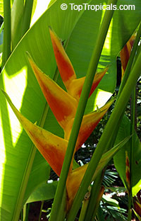 Heliconia bihai, Bihai bihai, Heliconia humilis, Macaw Flower

Click to see full-size image