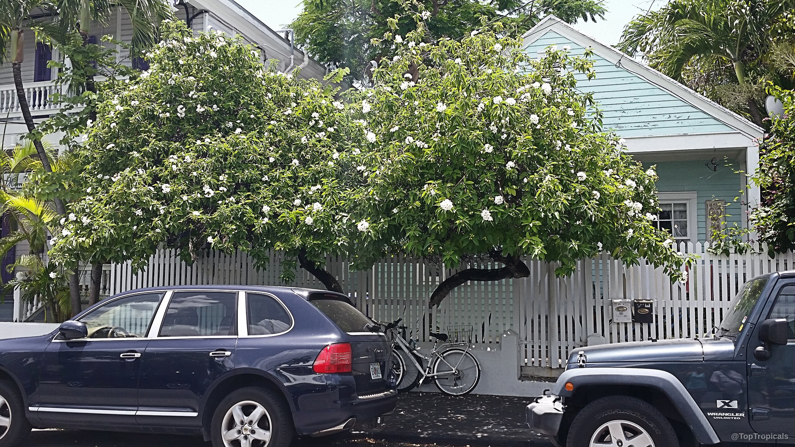 Cordia boissieri (Texas Olive) tree with white flowers nestled among thick green canopy foliage.