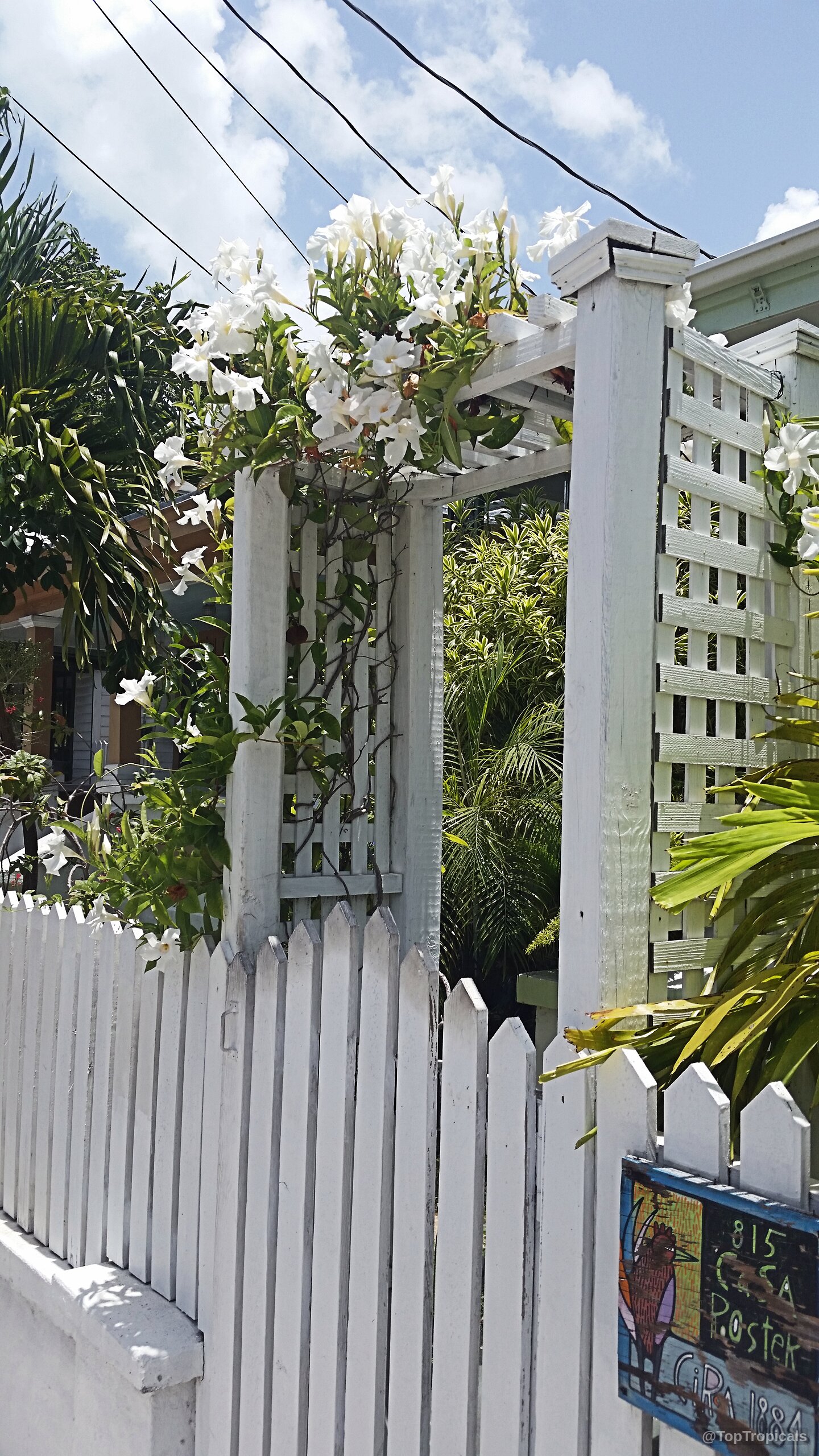 Mandevilla boliviensis (Mandevilla Summer Snow) climbing a white wooden trellis above a white picket fence. Mandevilla boliviensis (Mandevilla Summer Snow) white flower on a white lattice wood trellis
