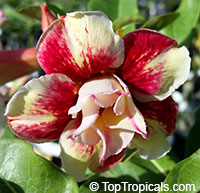 Desert Rose (Adenium) Sunshine, Grafted

Click to see full-size image