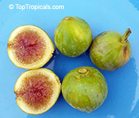 Fig tree Ischia (Ficus carica)

Click to see full-size image