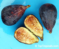 Ficus carica - Fig Violette de Bordeaux (Negronne)

Click to see full-size image