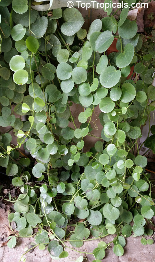 Cissus rotundifolia, Arabian Wax Leaf, Peruvian Grape Ivy, Venezuelan Treebine, Succulent Grape