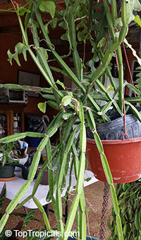 Cissus quadrangularis, Vitis quadrangularis, Veld grape

Click to see full-size image