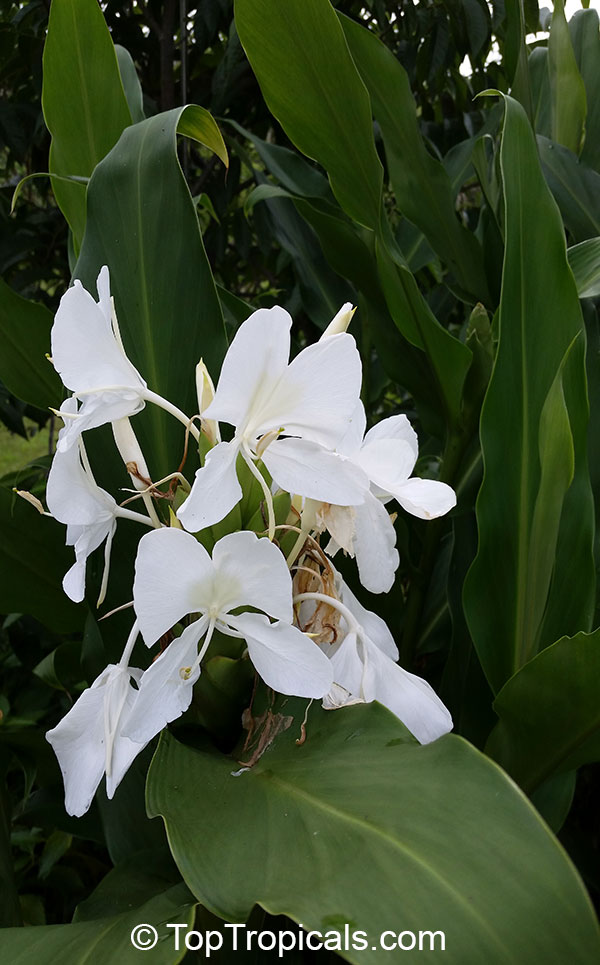 Hedychium Flavescens Yellow & Cream White Butterfly Ginger lily bulb