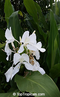 Hedychium coronarium, White Ginger, Butterfly Ginger Lily