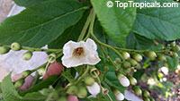 Cordia superba, Brazilian Cordia, Geiger Tree White

Click to see full-size image
