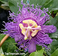 Passiflora incarnata x cincinnata 'Incense', Passiflora 'Incense', Fragrant Passion Flower

Click to see full-size image