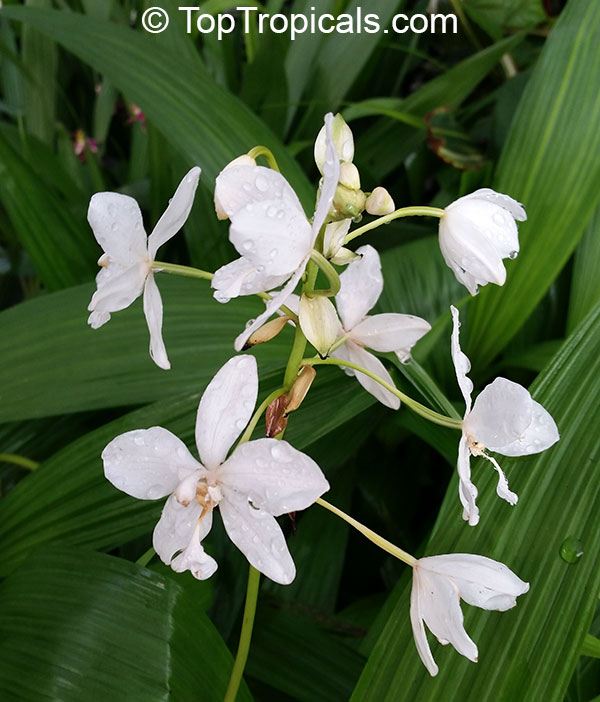 Spathoglottis plicata, Ground Orchid, Garden Orchid. Var. White Angel