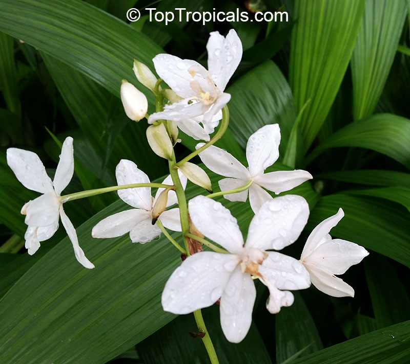 Spathoglottis plicata, Ground Orchid, Garden Orchid. Spathoglottis 'White Angel'