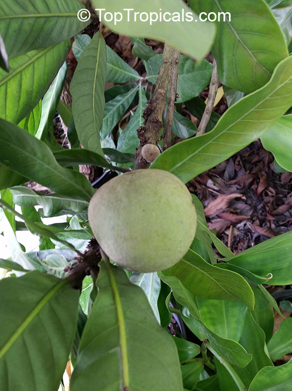 Pouteria hypoglauca , Cinnamon Apple 