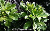 Pouteria hypoglauca , Cinnamon Apple 

Click to see full-size image