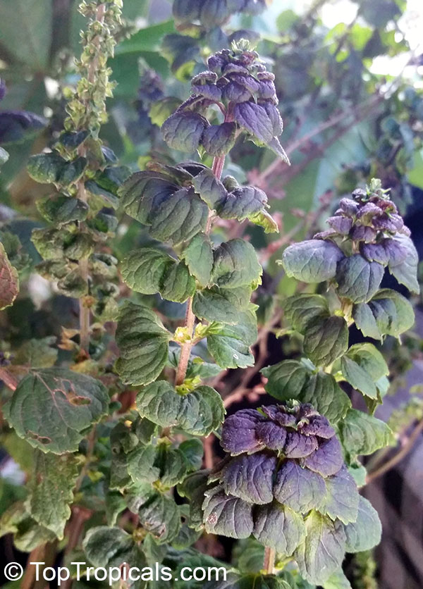 Perilla frutescens, Shiso, Beefsteak Plant, Rattlesnake Weed, Perilla Mint, Chinese Basil, Akajiso, Jasoyup, Chirimenjiso 