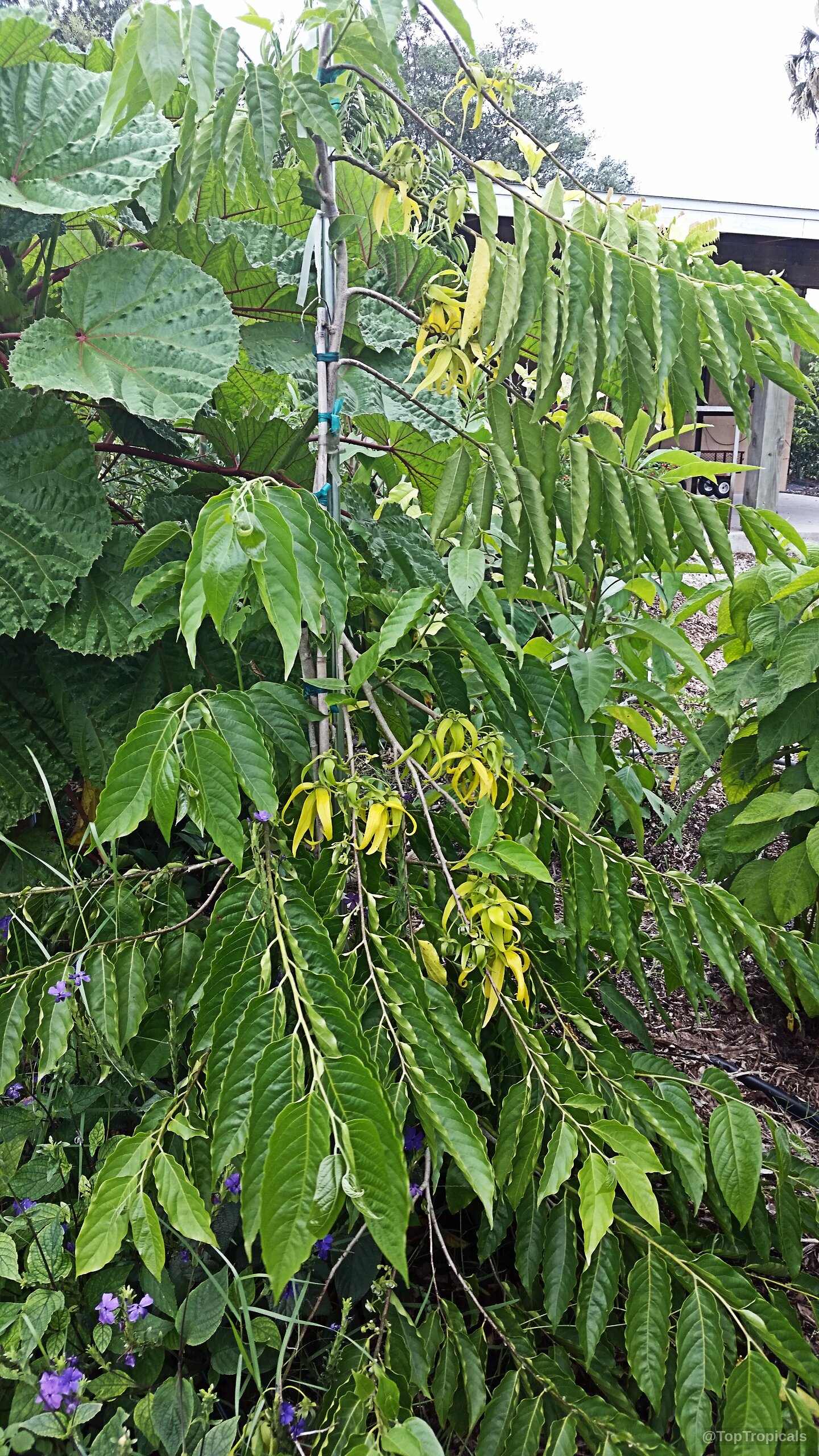 Cananga odorata (Ylang Ylang) slender branch with drooping yellow flowers among lush green pointed foliage. Cananga odorata (Ylang Ylang) with yellow flowers and green leaves on a slim tree branch.