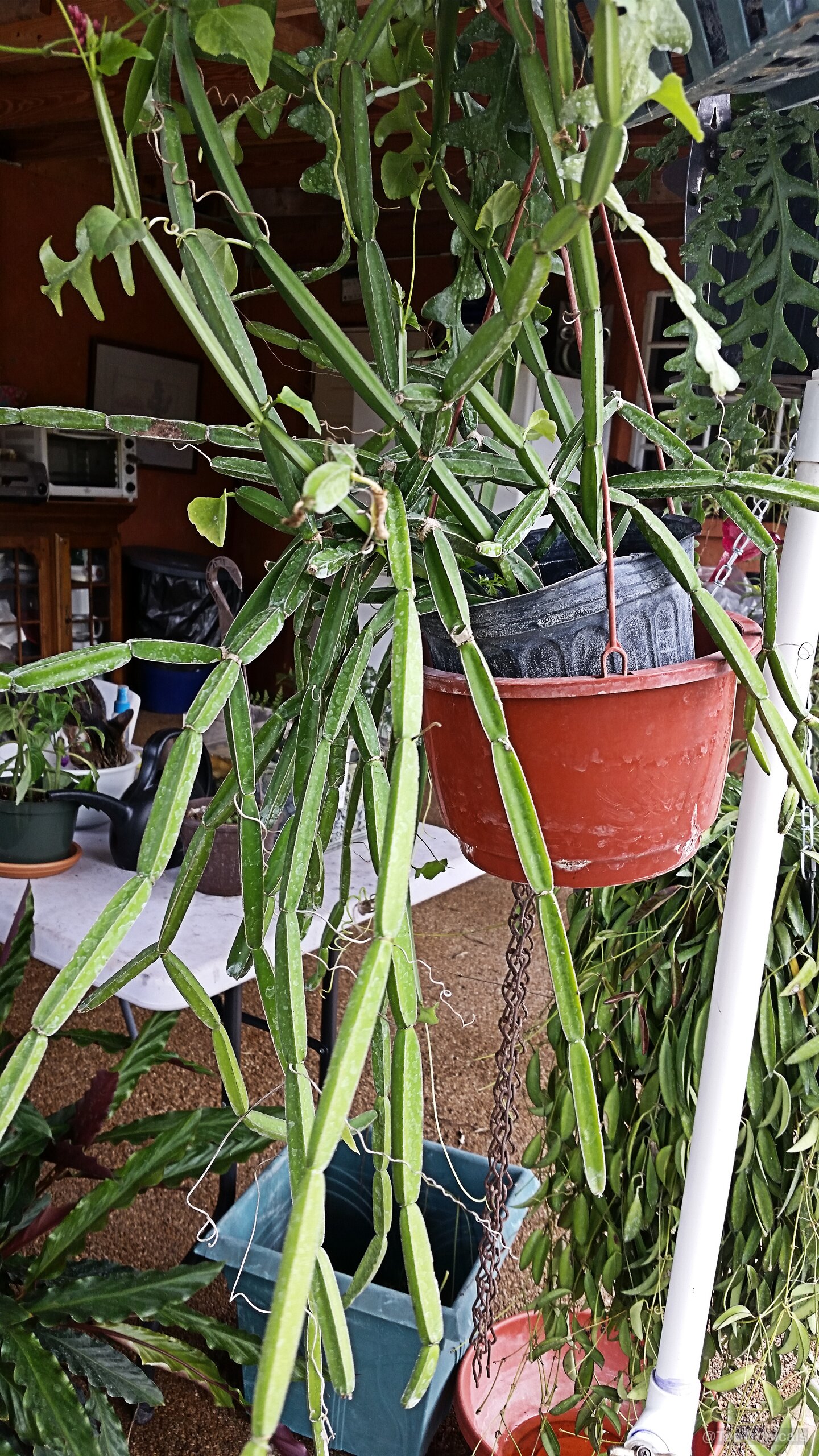Cissus quadrangularis (Veld grape) showing long green succulent stems cascading down from a hanging pot. Cissus quadrangularis (Veld grape) plant with green four-sided succulent stems hanging from a pot
