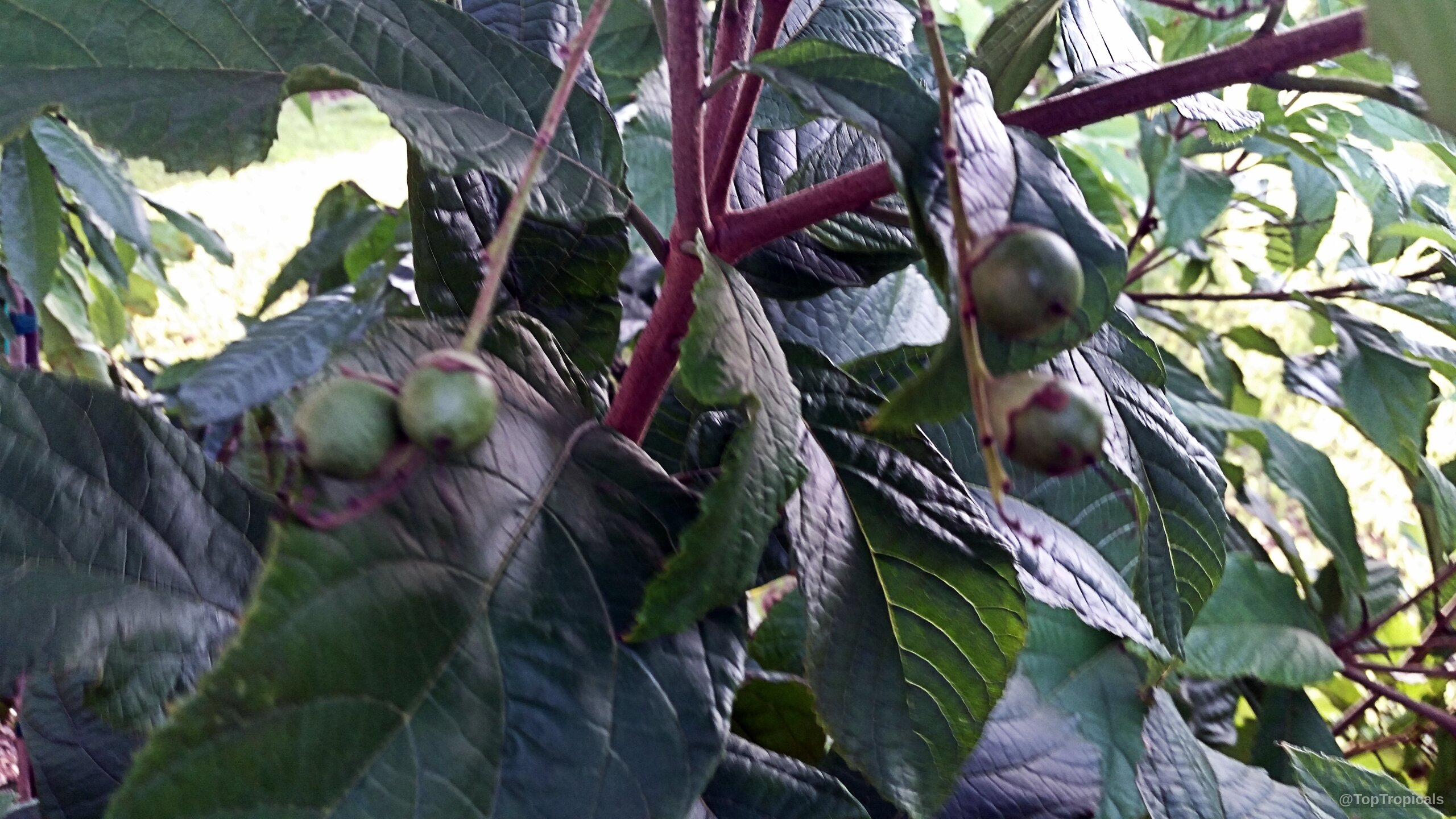 Cordia superba (Brazilian Cordia) with several small green fruit hanging from the plant branches. Cordia superba (Brazilian Cordia) with round green fruit on a leafy plant branch.