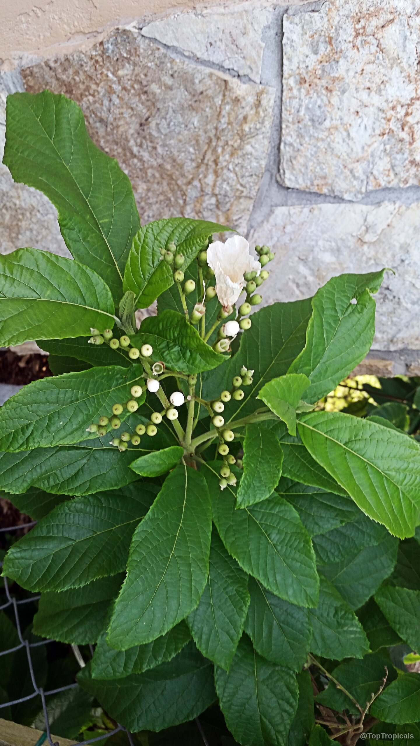 Cordia superba (Brazilian Cordia) showing white flower buds clustered among vibrant green oval leaves. Cordia superba (Brazilian Cordia) with white flower and round green buds on plant.