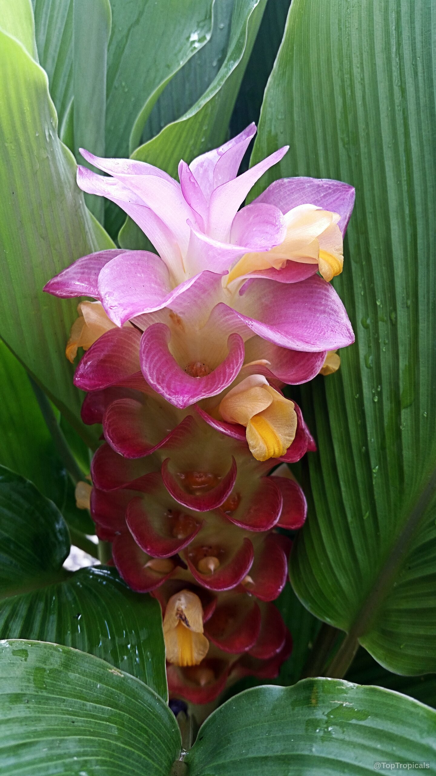 Curcuma sp. (Turmeric) pink and yellow flower with large, prominent green leaves in the background. Curcuma sp. (Turmeric) pink yellow flower close up, long green foliage leaves background plant