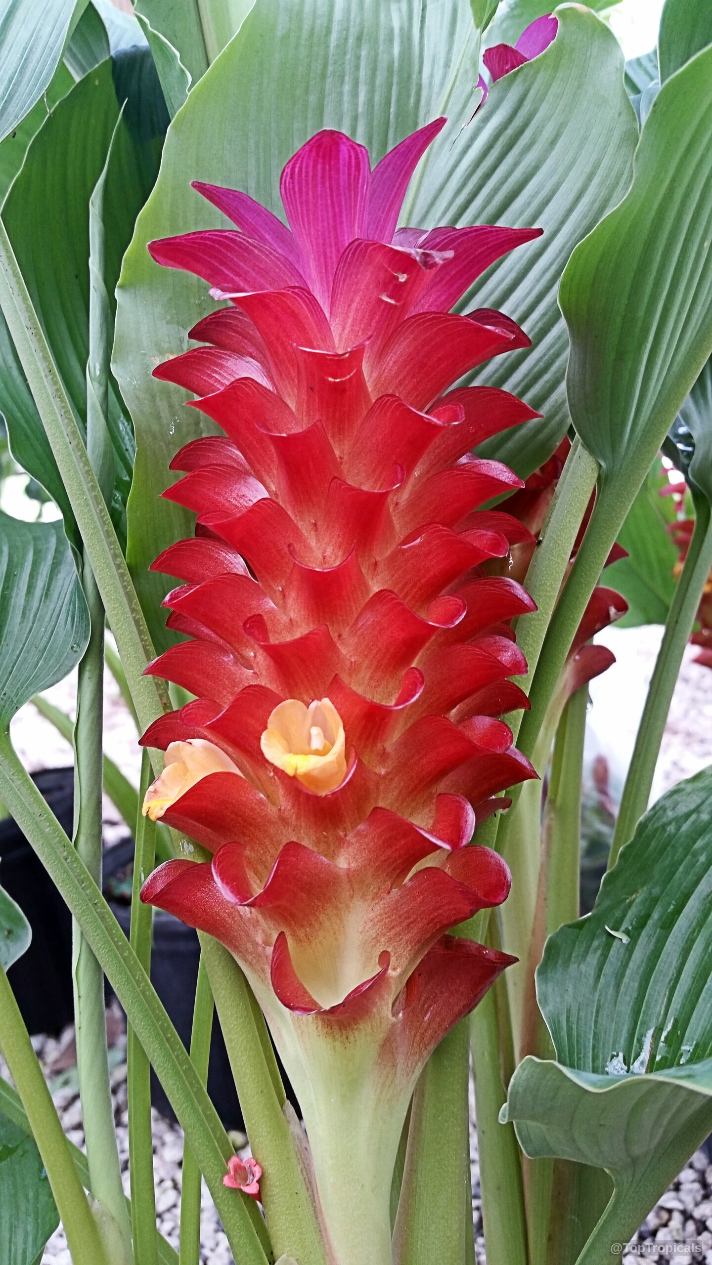 Curcuma sp. (Turmeric) tall flower with vibrant red bracts and small yellow interior parts. Curcuma sp. (Turmeric) red flower with yellow details, close up view of tall bracts.