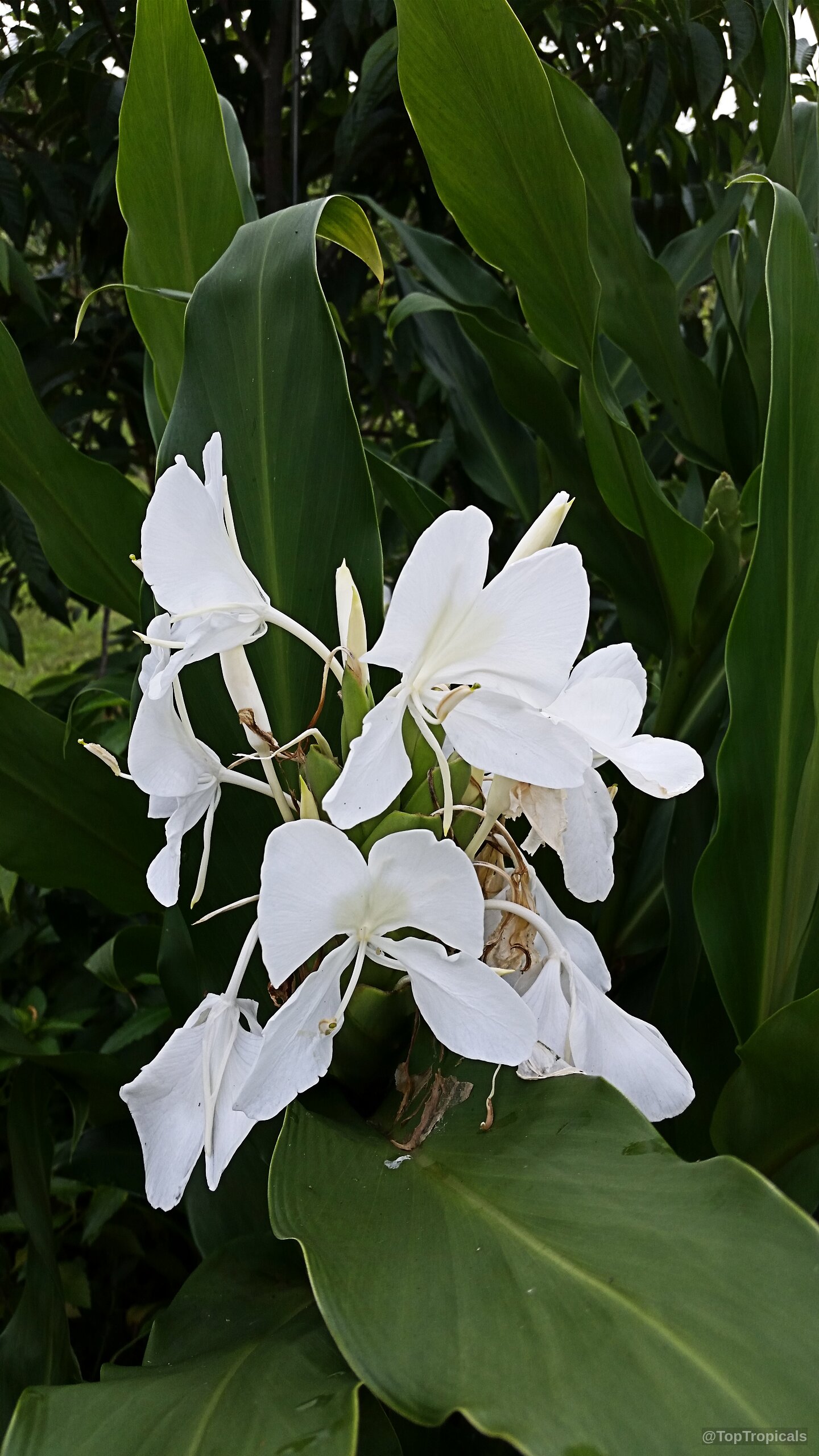 Hedychium coronarium (White Ginger) white flower clusters rising among broad, deep green elongated tropical leaves Hedychium coronarium (White Ginger) white flower close up with green leaves in the background
