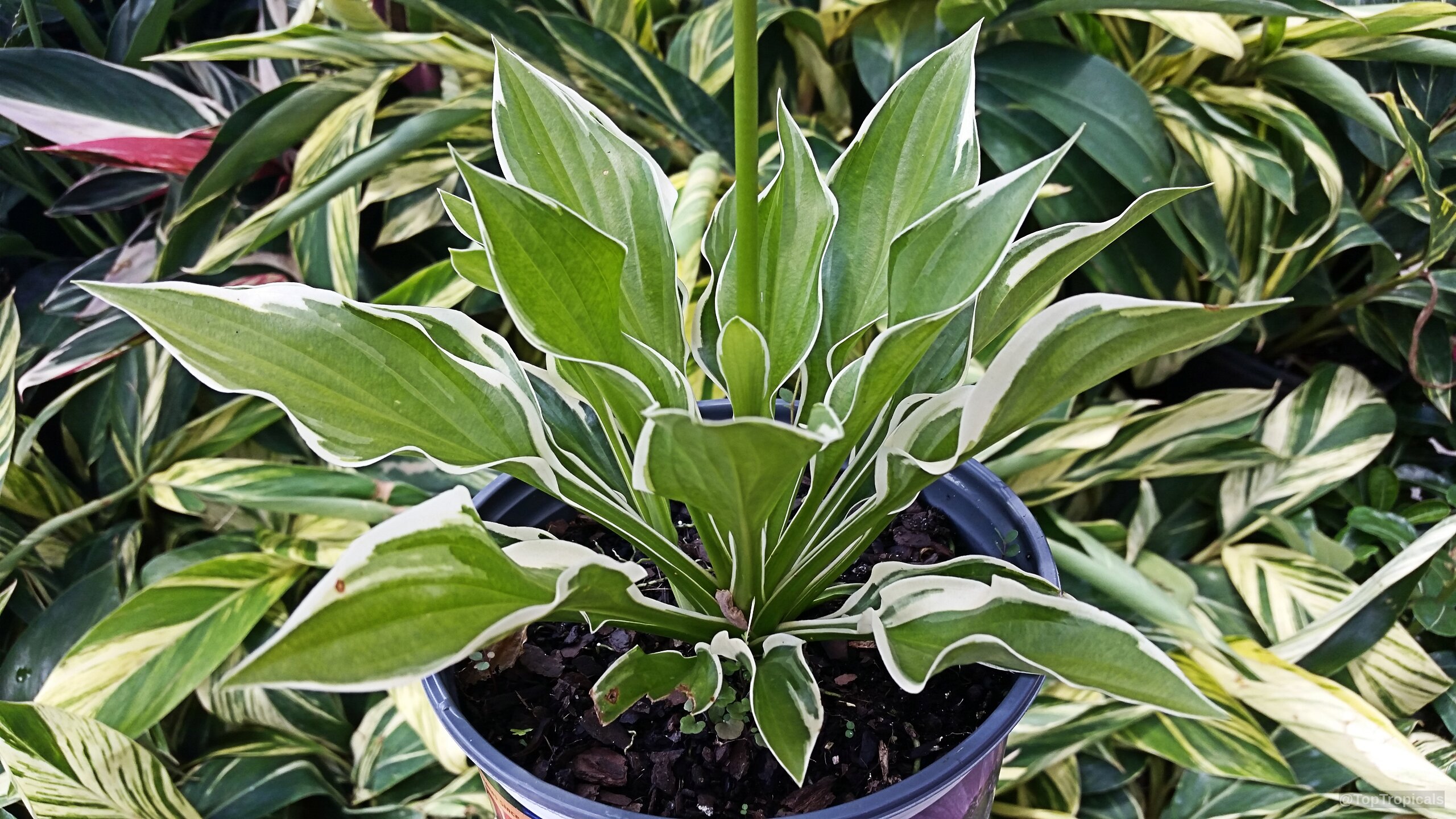 Hosta sp. (Plantain Lily) with variegated foliage growing in a black plastic nursery container. Hosta sp. (Plantain Lily) green and white leaves in a plastic container close up