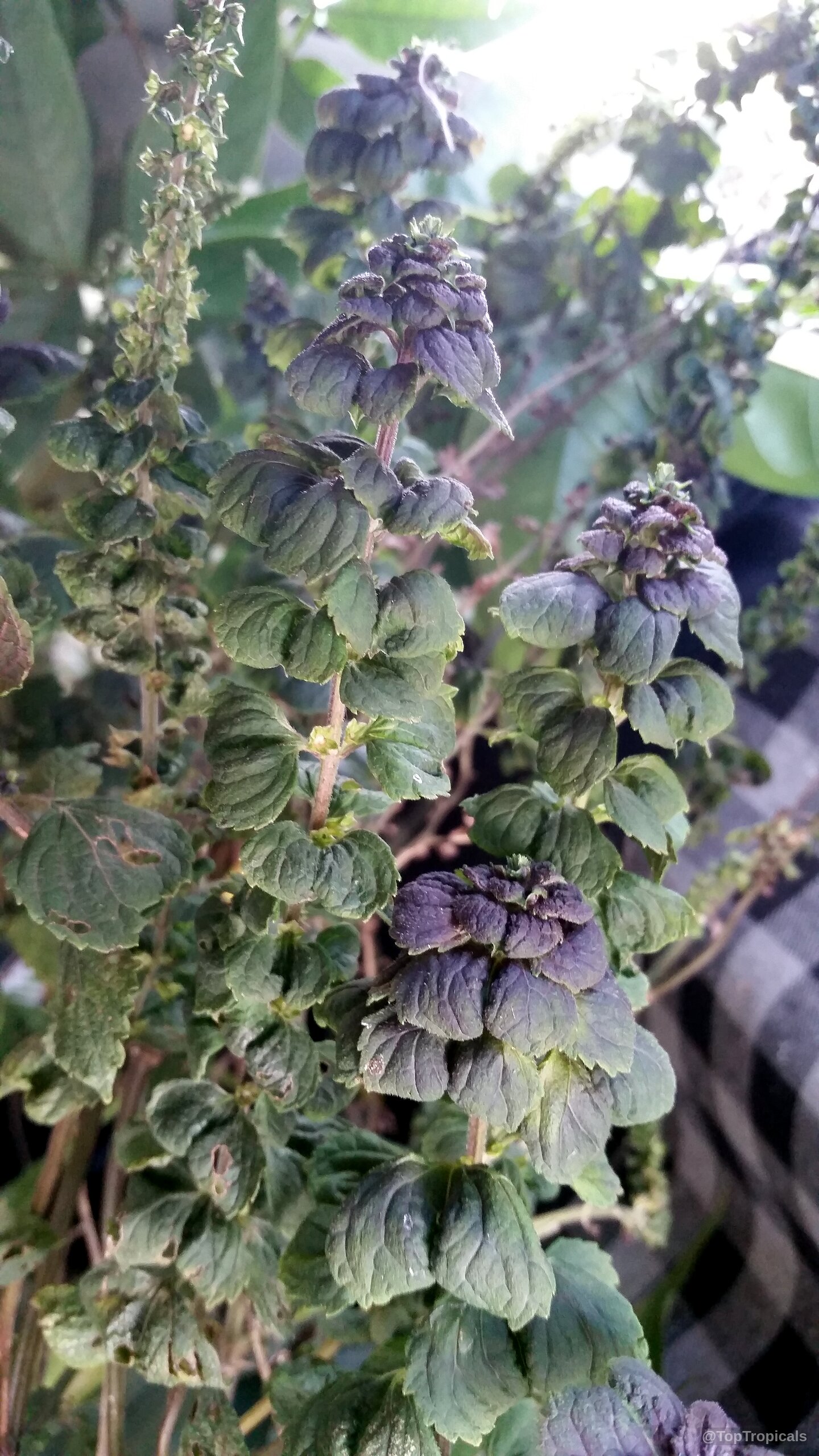 Perilla frutescens (Shiso) with deep purple and green textured leaves growing along the upright stems. Perilla frutescens (Shiso) purple and green plant leaves with a close up textured surface.