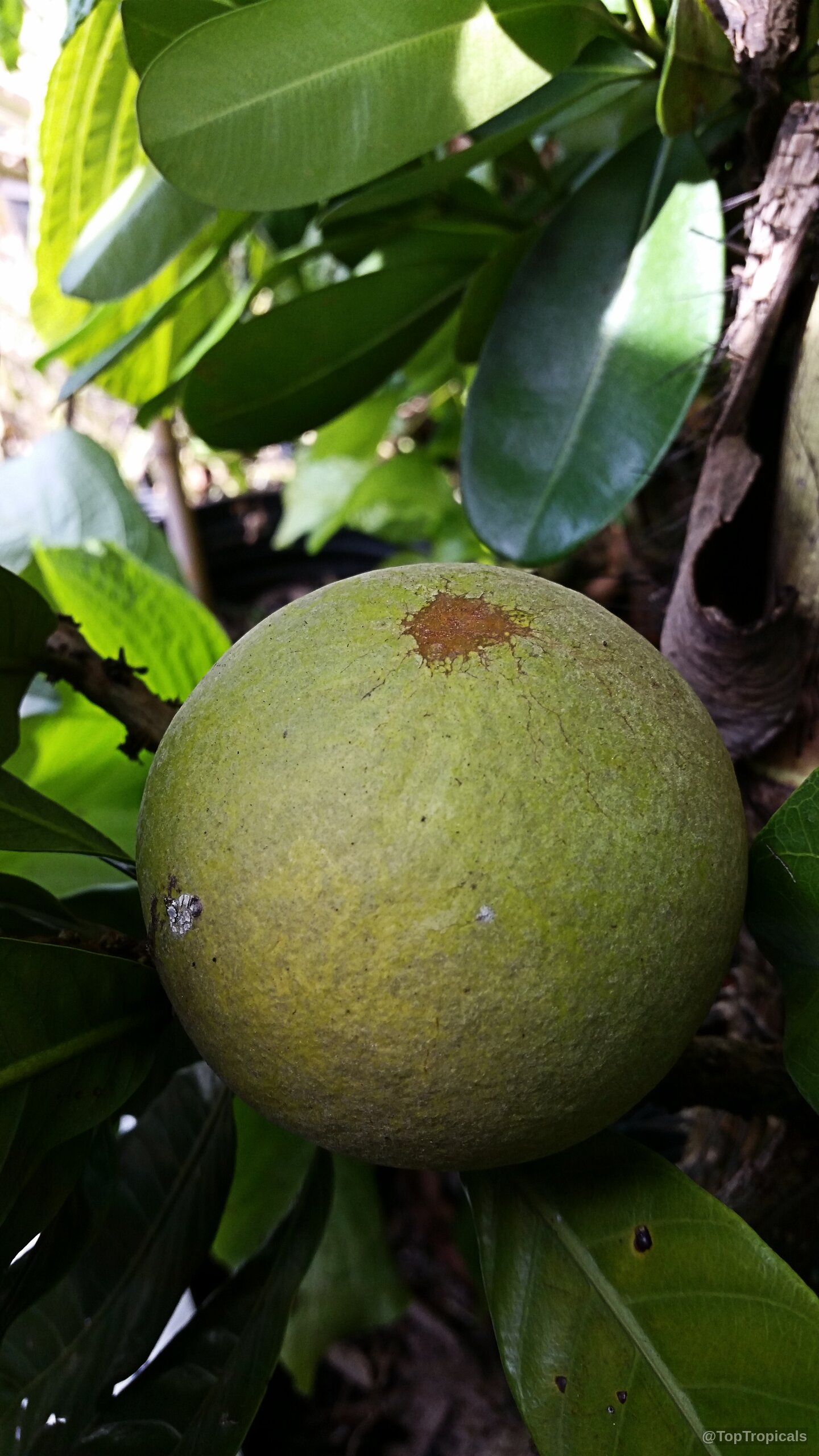 Pouteria hypoglauca (Cinnamon Apple) round fruit with textured green skin among dark foliage. Pouteria hypoglauca (Cinnamon Apple) green round fruit close up with texture on thick foliage.