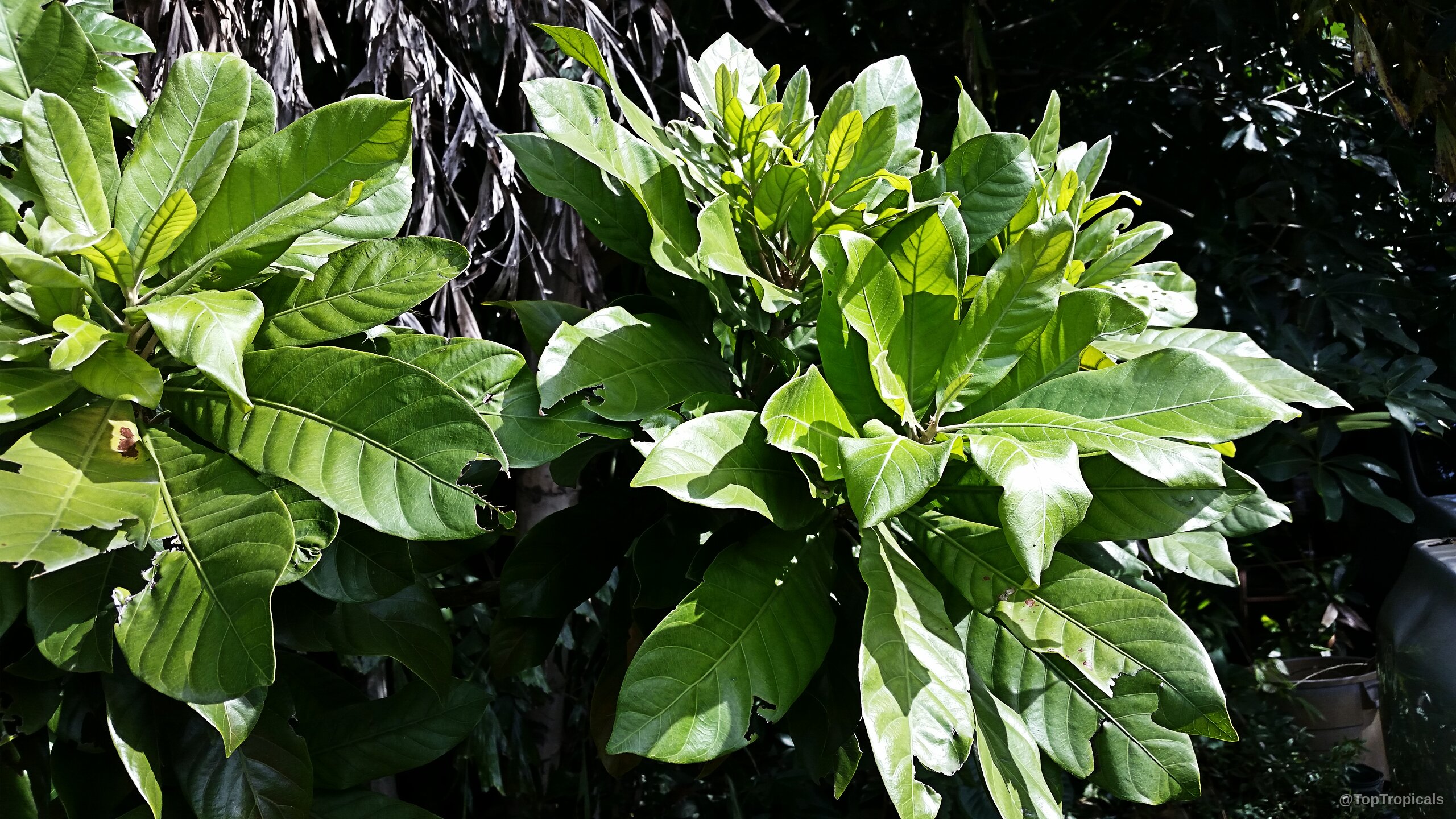 Pouteria hypoglauca (Cinnamon Apple) branch with thick shiny green leaves growing in a dense cluster Pouteria hypoglauca (Cinnamon Apple) plant with thick shiny green leaves in a dense branch cluster