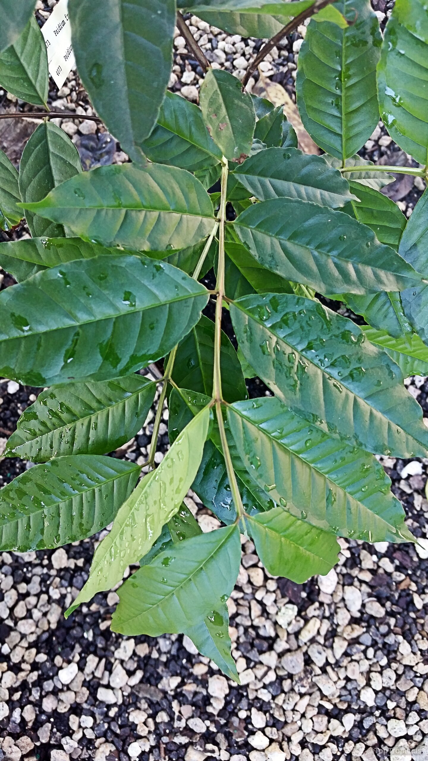 Psidium friedrichsthalianum (Costa Rica Cas Fruit) dark green leaves on a plant close up