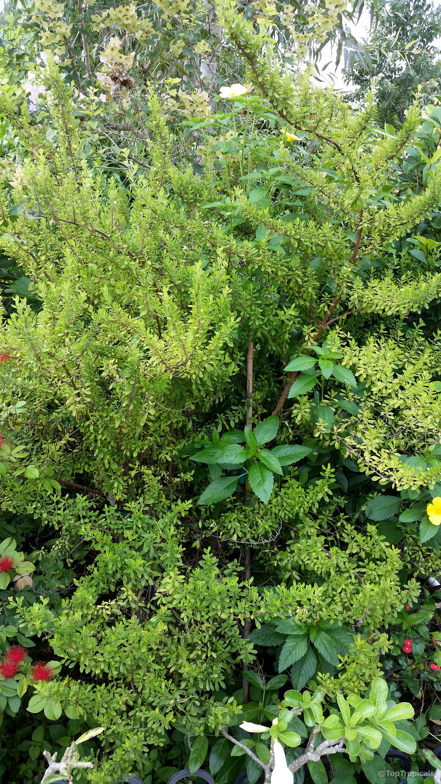Satureja viminea (Kama Sutra Mint) plant showing compact foliage with dense tiny light green leaves Satureja viminea (Kama Sutra Mint) plant with dense chartreuse leaves and small green woody stems