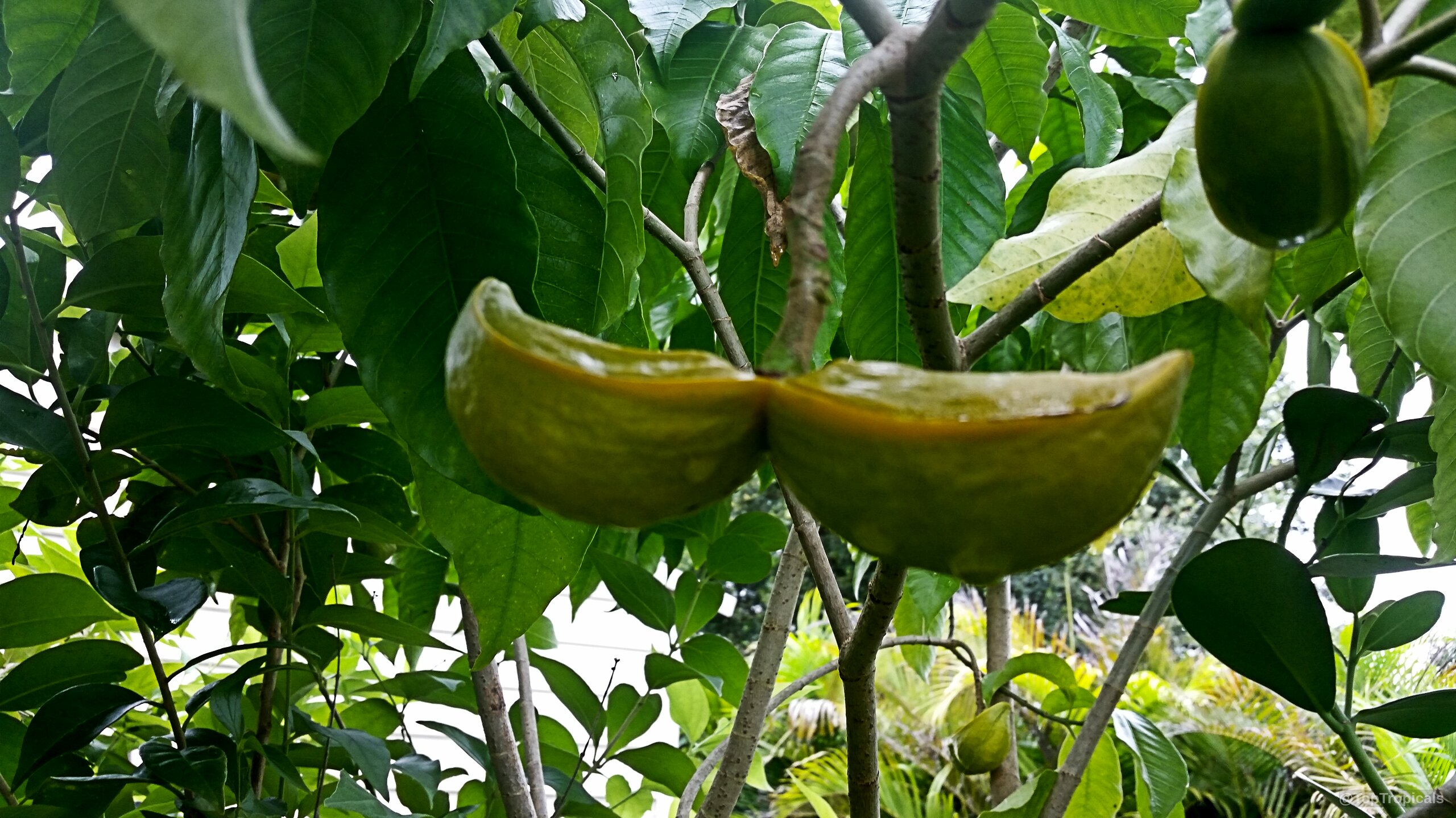 Stemmadenia galeottiana (Lechoso) with split green fruit pods hanging from narrow woody stems. Stemmadenia galeottiana (Lechoso) with green split fruit hanging on a woody plant branch.