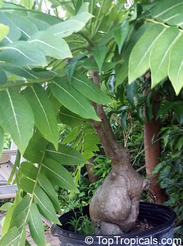 Phyllanthus mirabilis, Phyllanthodendron mirabilis, Dragon Wings, Buddhas Prayer, Namaste Plant