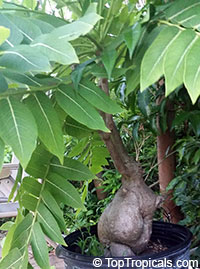 Phyllanthus mirabilis, Phyllanthodendron mirabilis, Dragon Wings, Buddhas Prayer, Namaste Plant

Click to see full-size image