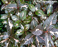 Graptophyllum pictum, Justicia picta, Graptophyllum hortense, Caricature Plant

Click to see full-size image