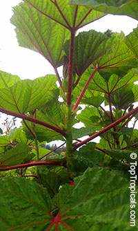 Wercklea ferox, Prickly Umbrella

Click to see full-size image