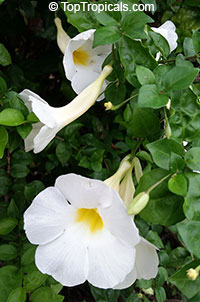 Thunbergia erecta Alba - White Kings Mantle

Click to see full-size image