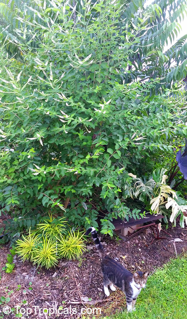 Aloysia virgata, Sweet Almond Bush, Incense Bush. It can grow into a 10 ft tree if left untrimmed