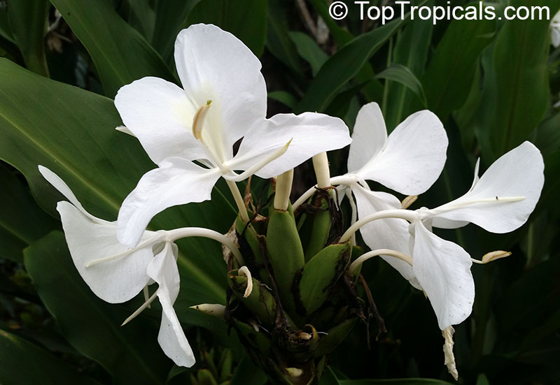 White Ginger Flower Plant